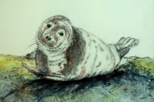 151--Susan-Wood--'SEAL-PUP'