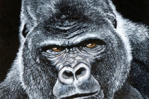 107-Shane-Wiseman-Silverback-Gorilla